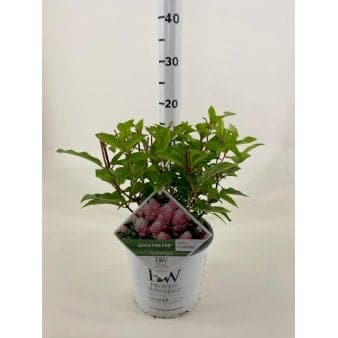 Se Syrénhortensia 'Quick Fire Fab' PW Potte 3,0 Liter, 20-30 cm. ❤ Stort online udvalg i Plantetorvet ❤ Hurtig levering: 1 - 2 Hverdage samt billig fragt - Varenummer: PTT-90821 og barcode / Ean: på lager - Udsalg på Prydbuske > Hortensia Spar op til 62% - Over 785 kendte brands på udsalg