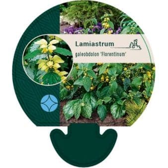 Se Guldnælde 'Florentinum' ❤ Stort online udvalg i Plantetorvet ❤ Hurtig levering: 1 - 2 Hverdage samt billig fragt - Varenummer: PTT-92418 og barcode / Ean: på lager - Udsalg på Stauder > Guldnælde Spar op til 58% - Over 785 kendte brands på udsalg