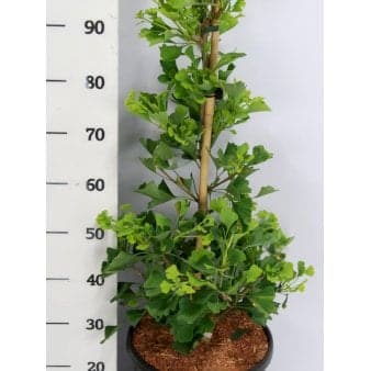 Se Søjle Tempeltræ 'Fastigiata Blagon' Potte 10 liter,- 80-100 cm. ✔ Kæmpe udvalg i Plantetorvet ✔ Hurtig levering: 1 - 2 Hverdage samt billig fragt - Varenummer: PTT-91222 og barcode / Ean: på lager - Udsalg på Nåletræer > Tempeltræ Spar op til 61% - Over 1354 design brands på udsalg