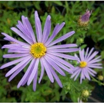 Se Asters 'Wunder von Stäfa' ❤ Stort online udvalg i Plantetorvet ❤ Hurtig levering: 1 - 2 Hverdage samt billig fragt - Varenummer: PTT-59478 og barcode / Ean: på lager - Udsalg på Stauder > Asters Spar op til 59% - Over 857 kendte brands på udsalg