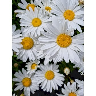 Se Kæmpemarguerit 'Madonna' 1 liter potte ❤ Stort online udvalg i Plantetorvet ❤ Hurtig levering: 1 - 2 Hverdage samt billig fragt - Varenummer: PTT-93130 og barcode / Ean: på lager - Udsalg på Stauder > Staudemarguerit Spar op til 61% - Over 400 kendte brands på udsalg