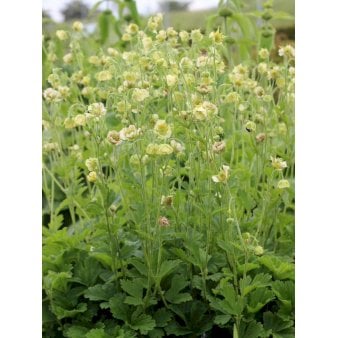 Se Eng-Nellikerod 'Tales of Hex' 1 liter potte ❤ Stort online udvalg i Plantetorvet ❤ Hurtig levering: 1 - 2 Hverdage samt billig fragt - Varenummer: PTT-93366 og barcode / Ean: på lager - Udsalg på Stauder > Nellikerod Spar op til 57% - Over 312 kendte brands på udsalg