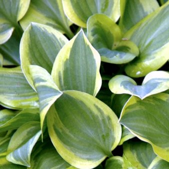 Se Hosta &