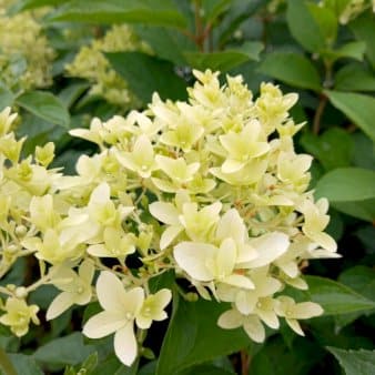 Se Syrén-Hortensia 'Confetti'Â® 5 Liter potte ❤ Kæmpe udvalg i Plantetorvet ❤ Hurtig levering: 1 - 2 Hverdage samt billig fragt - Varenummer: PTT-94600 og barcode / Ean: på lager - Udsalg på Prydbuske > Hortensia Spar op til 63% - Over 1300 kendte brands på udsalg