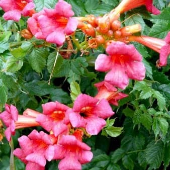 Se Trompetblomst 'Strombuli' Potte 7,5 liter,- Opbundet 150-200 cm. ✔ Kæmpe udvalg i Plantetorvet ✔ Hurtig levering: 1 - 2 Hverdage samt billig fragt - Varenummer: PTT-94955 og barcode / Ean: på lager - Udsalg på Slyngplanter > Trompetblomst Spar op til 57% - Over 1354 design brands på udsalg