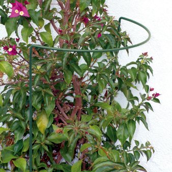 Se Staudeholder i grøn H70 x B40 cm ❤ Stort online udvalg i Plantetorvet ❤ Hurtig levering: 1 - 2 Hverdage samt billig fragt - Varenummer: PTT-95289 og barcode / Ean: på lager - Udsalg på Opbindingsmateriale > Staude,- og buskstøttepinde Spar op til 65% - Over 424 kendte brands på udsalg