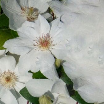 Se Klematis &