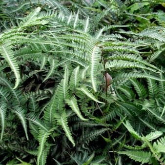 Se Nipponfjerbregne 'Pewter Lace' 1 liter potte ❤ Kæmpe udvalg i Plantetorvet ❤ Hurtig levering: 1 - 2 Hverdage samt billig fragt - Varenummer: PTT-95681 og barcode / Ean: på lager - Udsalg på Bregner > Fjerbregne Spar op til 51% - Over 785 kendte brands på udsalg