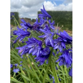 Se Skærmlilje 'Northern Star' 2 liter potte ❤ Stort online udvalg i Plantetorvet ❤ Hurtig levering: 1 - 2 Hverdage samt billig fragt - Varenummer: PTT-95685 og barcode / Ean: på lager - Udsalg på Stauder > Skærmlilje Spar op til 55% - Over 350 kendte brands på udsalg