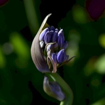 Se Skærmlilje 'Black Buddhist' 2 liter potte ❤ Stort online udvalg i Plantetorvet ❤ Hurtig levering: 1 - 2 Hverdage samt billig fragt - Varenummer: PTT-95686 og barcode / Ean: på lager - Udsalg på Stauder > Skærmlilje Spar op til 66% - Over 350 kendte brands på udsalg