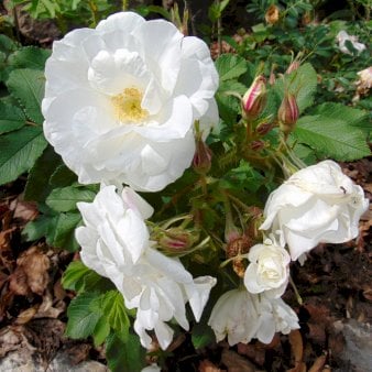Rynket rose &