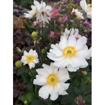 Se Anemone 'Snow Angel' 1 liter potte ❤ Kæmpe udvalg i Plantetorvet ❤ Hurtig levering: 1 - 2 Hverdage samt billig fragt - Varenummer: PTT-96102 og barcode / Ean: på lager - Udsalg på Stauder > Anemone Spar op til 56% - Over 1300 kendte brands på udsalg