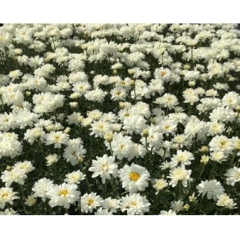 Se Kæmpemarguerit 'Victorian Secret' 1 liter potte ❤ Stort online udvalg i Plantetorvet ❤ Hurtig levering: 1 - 2 Hverdage samt billig fragt - Varenummer: PTT-96289 og barcode / Ean: på lager - Udsalg på Stauder > Staudemarguerit Spar op til 59% - Over 360 kendte mærker på udsalg