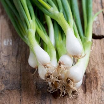 Se Øko Forårsløg 'White Lisbon' ❤ Stort online udvalg i Plantetorvet ❤ Hurtig levering: 1 - 2 Hverdage samt billig fragt - Varenummer: PTT-96728 og barcode / Ean: på lager - Udsalg på Løg Spar op til 55% - Over 424 kendte brands på udsalg