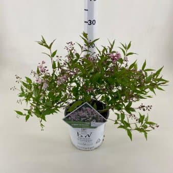 Se Stjernetop 'Yuki Cherry Blossom'Â® PW Potte 3,0 liter,- 30-40 cm. ✔ Kæmpe udvalg i Plantetorvet ✔ Hurtig levering: 1 - 2 Hverdage samt billig fragt - Varenummer: PTT-97539 og barcode / Ean: på lager - Udsalg på Prydbuske > Stjernetop Spar op til 66% - Over 1354 design brands på udsalg