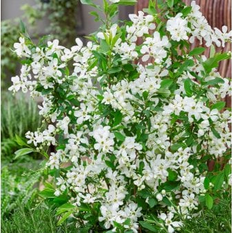 Se Perlebusk 'Blushing Pearl' 5 liter potte ❤ Stort online udvalg i Plantetorvet ❤ Hurtig levering: 1 - 2 Hverdage samt billig fragt - Varenummer: PTT-96904 og barcode / Ean: på lager - Udsalg på Prydbuske > Perlebusk Spar op til 61% - Over 312 kendte brands på udsalg