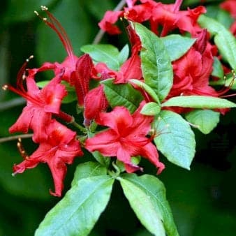Se Azalea &