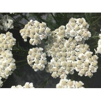 Se Røllike 'New Vintage White' 1 liter potte » Kæmpe udvalg i Plantetorvet » Hurtig levering: 1 - 2 Hverdage samt billig fragt - Varenummer: PTT-97435 og barcode / Ean: på lager - Udsalg på Stauder > Røllike Spar op til 67% - Over 1150 kendte brands på udsalg