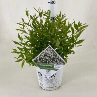 Se Stjernetop 'Yuki Snowflake'Â® PW Potte 3,0 liter,- 30-40 cm. » Kæmpe udvalg i Plantetorvet » Hurtig levering: 1 - 2 Hverdage samt billig fragt - Varenummer: PTT-98054 og barcode / Ean: på lager - Udsalg på Prydbuske > Deutzia Spar op til 67% - Over 1150 kendte brands på udsalg