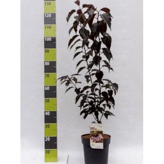 Se Rødbladet Japansk Kirsebær 'Royal Burgundy' Potte 6,5 liter 60-80 cm. ❤ Stort online udvalg i Plantetorvet ❤ Hurtig levering: 1 - 2 Hverdage samt billig fragt - Varenummer: PTT-90709 og barcode / Ean: på lager - Udsalg på Træer > Japansk Kirsebær Spar op til 61% - Over 324 kendte brands på udsalg