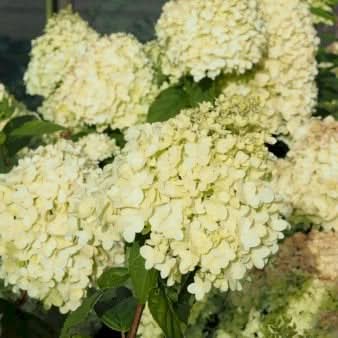 Se Syrén-Hortensia 'Limelight' Opstammet 60 cm. 7,5 liter potte ❤ Kæmpe udvalg i Plantetorvet ❤ Hurtig levering: 1 - 2 Hverdage samt billig fragt - Varenummer: PTT-88964 og barcode / Ean: på lager - Udsalg på Prydbuske > Hortensia Spar op til 67% - Over 785 kendte brands på udsalg
