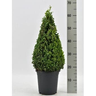 Se Pyramidebuksbom Potte 4,0 liter,- 40-50 cm. ❤ Stort online udvalg i Plantetorvet ❤ Hurtig levering: 1 - 2 Hverdage samt billig fragt - Varenummer: PTT-67644 og barcode / Ean: på lager - Udsalg på Formklippede > Buksbom Spar op til 64% - Over 400 kendte brands på udsalg