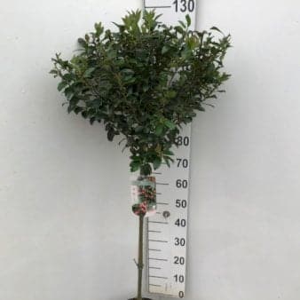 Se Kristtorn 'Blue Maid' Opstammet 90 cm. 10 liter potte ❤ Stort online udvalg i Plantetorvet ❤ Hurtig levering: 1 - 2 Hverdage samt billig fragt - Varenummer: PTT-82778 og barcode / Ean: på lager - Udsalg på Prydbuske > kristtorn Spar op til 52% - Over 857 kendte brands på udsalg