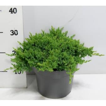 Se Japansk Enebær 'Nana' ❤ Stort online udvalg i Plantetorvet ❤ Hurtig levering: 1 - 2 Hverdage samt billig fragt - Varenummer: PTT-65135 og barcode / Ean: på lager - Udsalg på Nåletræer > Enebær Spar op til 58% - Over 454 design brands på udsalg