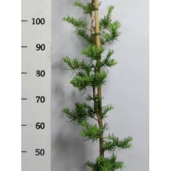 Se Japansk Lærk 'Diana' Potte 12 liter,- 100-125 cm. ❤ Stort online udvalg i Plantetorvet ❤ Hurtig levering: 1 - 2 Hverdage samt billig fragt - Varenummer: PTT-88821 og barcode / Ean: på lager - Udsalg på Nåletræer > Lærk Spar op til 66% - Over 324 kendte brands på udsalg