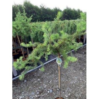 Se Japansk Lærk 'Diana' Opstammet 90 cm. 7,5 liter potte ❤ Stort online udvalg i Plantetorvet ❤ Hurtig levering: 1 - 2 Hverdage samt billig fragt - Varenummer: PTT-79804 og barcode / Ean: på lager - Udsalg på Nåletræer > Lærk Spar op til 63% - Over 350 kendte brands på udsalg