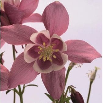Se Akeleje 'Spring Magie Rosa White' ❤ Stort online udvalg i Plantetorvet ❤ Hurtig levering: 1 - 2 Hverdage samt billig fragt - Varenummer: PTT-76709 og barcode / Ean: på lager - Udsalg på Stauder > Akeleje Spar op til 55% - Over 360 kendte mærker på udsalg