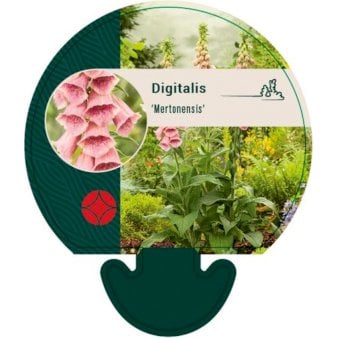 Se Fingerbøl ❤ Stort online udvalg i Plantetorvet ❤ Hurtig levering: 1 - 2 Hverdage samt billig fragt - Varenummer: PTT-92206 og barcode / Ean: på lager - Udsalg på Stauder > Fingerbøl Spar op til 59% - Over 412 kendte brands på udsalg
