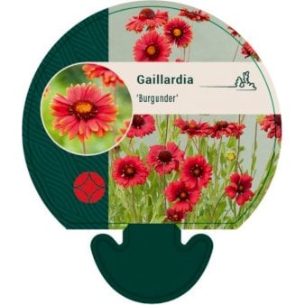 Se Kokardeblomst &