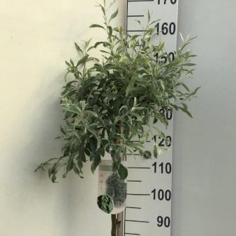 Pilebladet pære Opstammet 120 cm. 7,5 liter potte