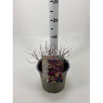Se Spiræa 'Goldflame' Potte 3,0 liter,- 25-30 cm. ❤ Stort online udvalg i Plantetorvet ❤ Hurtig levering: 1 - 2 Hverdage samt billig fragt - Varenummer: PTT-85271 og barcode / Ean: på lager - Udsalg på Prydbuske > Spiræa Spar op til 51% - Over 454 kendte brands på udsalg