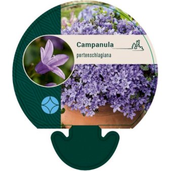 Se Krybeklokke ❤ Stort online udvalg i Plantetorvet ❤ Hurtig levering: 1 - 2 Hverdage samt billig fragt - Varenummer: PTT-92137 og barcode / Ean: på lager - Udsalg på Stauder > Klokkeblomst Spar op til 65% - Over 412 kendte brands på udsalg