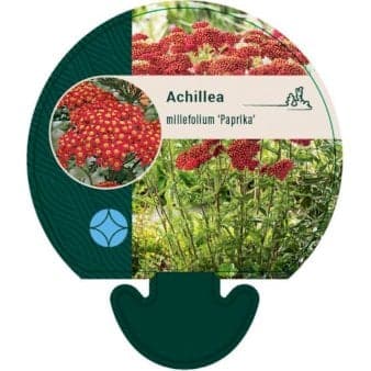 Se Røllike 'Paprika' ❤ Stort online udvalg i Plantetorvet ❤ Hurtig levering: 1 - 2 Hverdage samt billig fragt - Varenummer: PTT-91973 og barcode / Ean: på lager - Udsalg på Stauder > Røllike Spar op til 55% - Over 324 kendte brands på udsalg