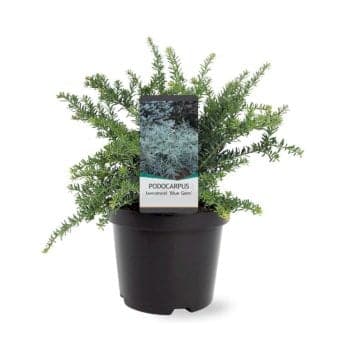Se Dværg Stentaks 'Blue Gem' Potte 3,0 liter,- 20-25 cm. ❤ Stort online udvalg i Plantetorvet ❤ Hurtig levering: 1 - 2 Hverdage samt billig fragt - Varenummer: PTT-88068 og barcode / Ean: på lager - Udsalg på Nåletræer > Sydtaks Spar op til 51% - Over 324 kendte brands på udsalg