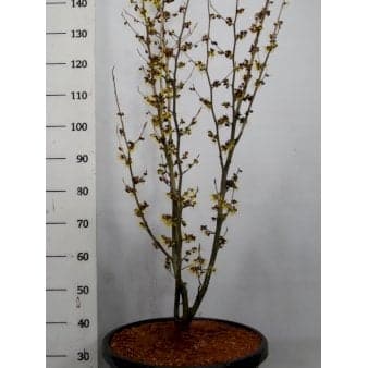 Se Troldnød 'Westerstede' Potte 45 liter,- 125-150 cm. ✔ Kæmpe udvalg i Plantetorvet ✔ Hurtig levering: 1 - 2 Hverdage samt billig fragt - Varenummer: PTT-88799 og barcode / Ean: på lager - Udsalg på Prydbuske > Troldnød Spar op til 64% - Over 1354 design brands på udsalg