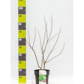 Se Judastræ 'Avondale' Potte 4,0 liter,- 60-80 cm. ❤ Stort online udvalg i Plantetorvet ❤ Hurtig levering: 1 - 2 Hverdage samt billig fragt - Varenummer: PTT-96396 og barcode / Ean: på lager - Udsalg på Træer > Judastræ Spar op til 63% - Over 350 kendte brands på udsalg