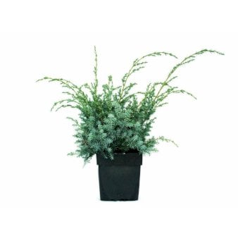Se 6 stk. Kinesisk Enebær 'Blue Alps' ❤ Stort online udvalg i Plantetorvet ❤ Hurtig levering: 1 - 2 Hverdage samt billig fragt - Varenummer: PTT-91191 og barcode / Ean: på lager - Udsalg på Nåletræer > Enebær Spar op til 65% - Over 424 kendte brands på udsalg