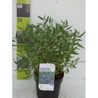 Se Blåskæg 'Heavenly Blue' Potte 4,0 liter,- 30-40 cm. ❤ Stort online udvalg i Plantetorvet ❤ Hurtig levering: 1 - 2 Hverdage samt billig fragt - Varenummer: PTT-89898 og barcode / Ean: på lager - Udsalg på Prydbuske > Blåskæg Spar op til 51% - Over 785 kendte brands på udsalg