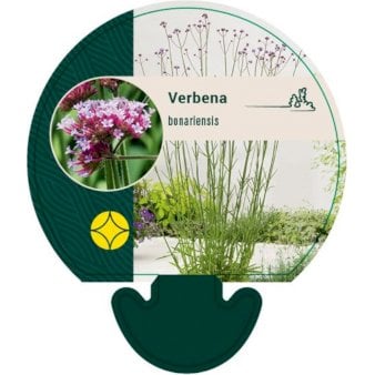 Se Kæmpe Verbena ❤ Stort online udvalg i Plantetorvet ❤ Hurtig levering: 1 - 2 Hverdage samt billig fragt - Varenummer: PTT-92956 og barcode / Ean: på lager - Udsalg på Stauder > Verbena Spar op til 65% - Over 360 kendte mærker på udsalg