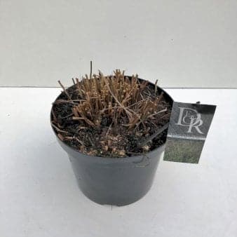 Se Staudehirse 'Squaw' 10 liter potte ❤ Stort online udvalg i Plantetorvet ❤ Hurtig levering: 1 - 2 Hverdage samt billig fragt - Varenummer: PTT-72774 og barcode / Ean: på lager - Udsalg på Prydgræs > Hirse Spar op til 54% - Over 360 kendte mærker på udsalg