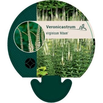 Se Virginsk ærenpris 'Album' ❤ Stort online udvalg i Plantetorvet ❤ Hurtig levering: 1 - 2 Hverdage samt billig fragt - Varenummer: PTT-92964 og barcode / Ean: på lager - Udsalg på Stauder > Ærenpris Spar op til 59% - Over 360 kendte mærker på udsalg
