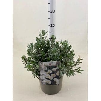 Se Convolvulus Potte 3,0 liter,- 20-25 cm. » Kæmpe udvalg i Plantetorvet » Hurtig levering: 1 - 2 Hverdage samt billig fragt - Varenummer: PTT-76637 og barcode / Ean: på lager - Udsalg på Prydbuske > Convolvulus Spar op til 66% - Over 1150 kendte brands på udsalg