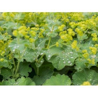 Se Lodden løvefod 10 cm. potte ❤ Stort online udvalg i Plantetorvet ❤ Hurtig levering: 1 - 2 Hverdage samt billig fragt - Varenummer: PTT-80157 og barcode / Ean: på lager - Udsalg på Bunddække > Bunddækkende stauder Spar op til 58% - Over 350 kendte brands på udsalg