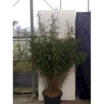 Se Gul Bambus 'Rufa' Potte 47 liter ❤ Stort online udvalg i Plantetorvet ❤ Hurtig levering: 1 - 2 Hverdage samt billig fragt - Varenummer: PTT-26530 og barcode / Ean: på lager - Udsalg på Bambus > Gul Bambus Spar op til 52% - Over 454 kendte mærker på udsalg