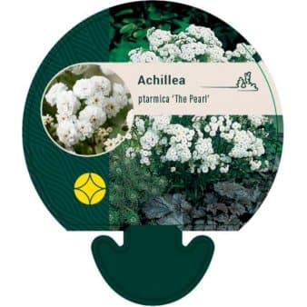 Se Nyserøllike 'Die Perle' ❤ Stort online udvalg i Plantetorvet ❤ Hurtig levering: 1 - 2 Hverdage samt billig fragt - Varenummer: PTT-91977 og barcode / Ean: på lager - Udsalg på Stauder > Røllike Spar op til 64% - Over 324 kendte brands på udsalg