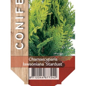 Se 6 stk. Ædelcypres 'Stardust' ❤ Stort online udvalg i Plantetorvet ❤ Hurtig levering: 1 - 2 Hverdage samt billig fragt - Varenummer: PTT-85296 og barcode / Ean: på lager - Udsalg på Nåletræer > Cypres Spar op til 63% - Over 454 kendte brands på udsalg